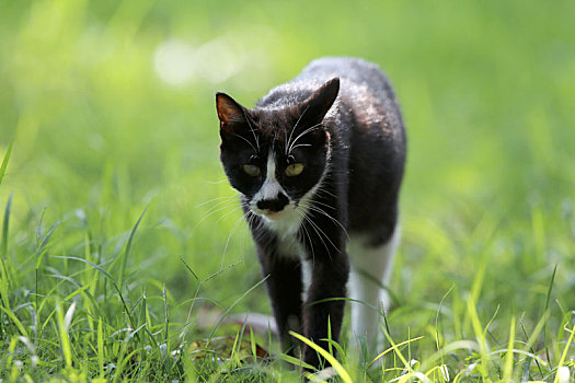 江苏淮安,公园中的流浪猫