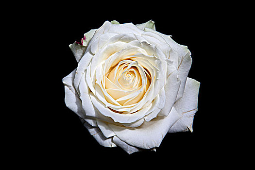 盛开,白色蔷薇,迎面,黑色背景