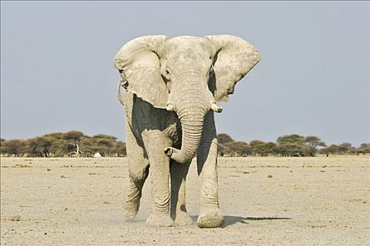 非洲象,攻击,博茨瓦纳,非洲