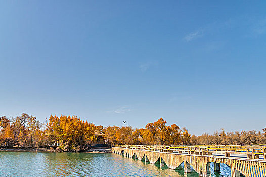 胡杨林,湖泊,倒影,美景