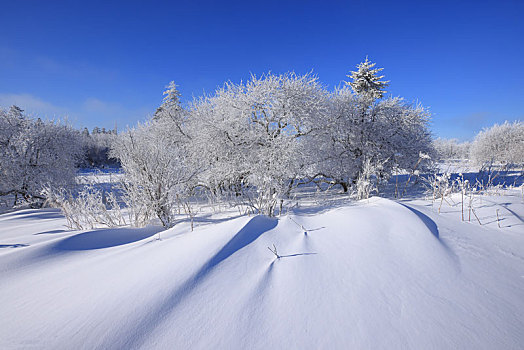 吉林雪岭雾凇美景