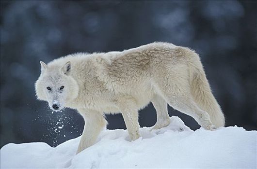 灰狼,白色,狼,雪中