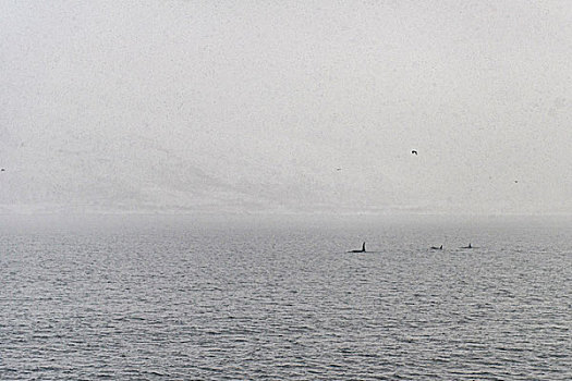 逆戟鲸,特罗姆瑟,挪威