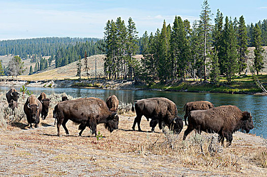 牧群,美洲野牛,野牛,黄石河,黄石国家公园,怀俄明,美国,北美