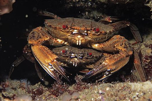 天鹅绒梭子蟹,水下,欧洲