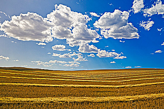 刈痕,大麦,靠近,牛奶河,艾伯塔省,加拿大