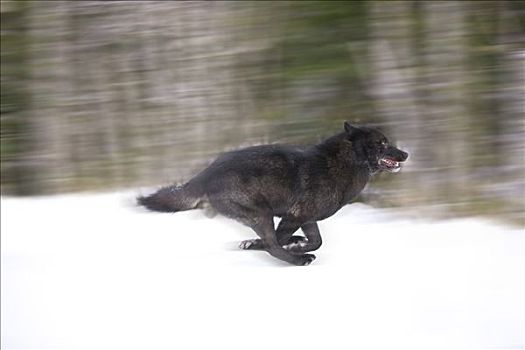 动感,狼,通加斯国家森林,东南部,阿拉斯加,冬天