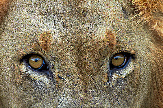 特写,雄性,狮子,克鲁格国家公园,南非