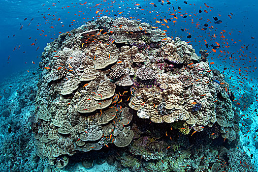 大,石头,珊瑚,瓷砖,鱼,环礁,马尔代夫,亚洲