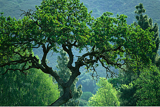 树,节瘤,枝条,那帕山谷,加利福尼亚,美国