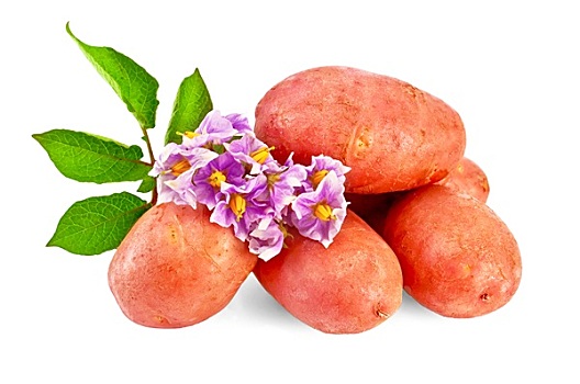 土豆,红色,花