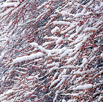被雪覆盖的红梅