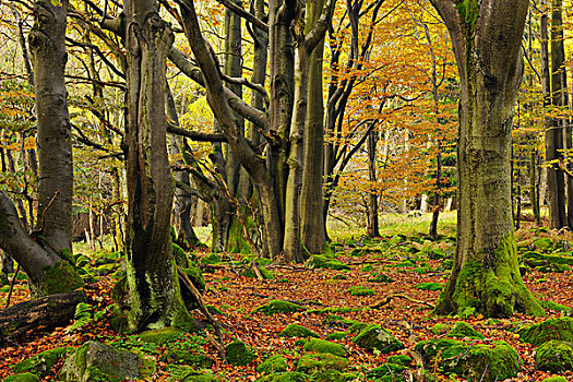 树林,秋天,山脉,黑森州,德国