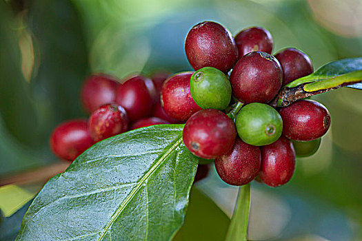 特写,咖啡,浆果,庄园,咖啡种植园,危地马拉