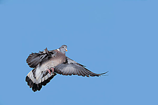 斑尾林鸽,蓝天