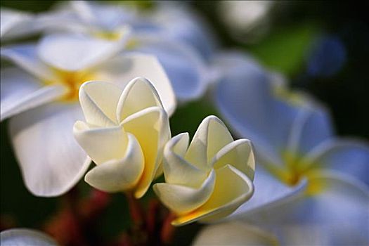 白色,鸡蛋花,花,树
