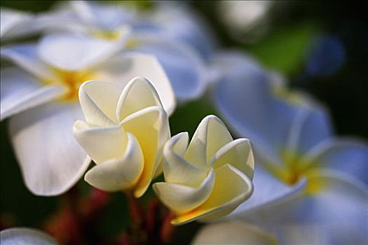 白色,雞蛋花,花,樹(shù)