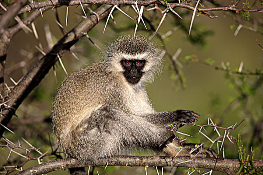 黑长尾猴,猴子,成年,坐,树,斑马山国家公园,南非,非洲