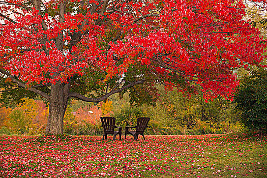 秋天,彩色,大,枫树,鲜明,红叶,草地,两个,花园椅,下面,树荫