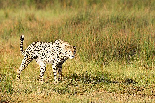 警惕,印度豹,猎豹,尾随,草地,靠近,恩戈罗恩戈罗火山口,保护区,坦桑尼亚