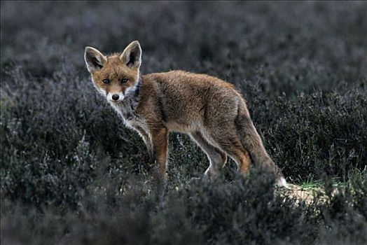 红狐,狐属,石南,草地,欧洲