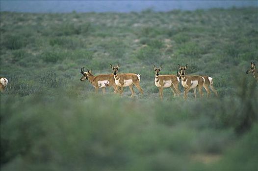 叉角羚,北美叉角羚,牧群,北下加利福尼亚州,墨西哥