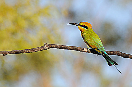 彩虹,食蜂鸟,卡卡杜国家公园,北领地州,澳大利亚