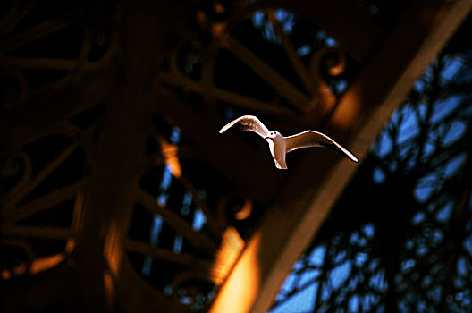 海鸥,埃菲尔铁塔