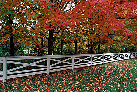 秋天,树,公园,俄亥俄,美国