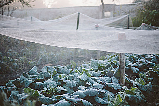 网,遮盖,农作物,菜园