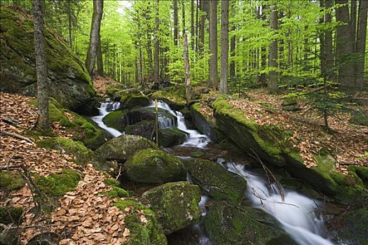 巴伐利亚森林国家公园,巴伐利亚,德国