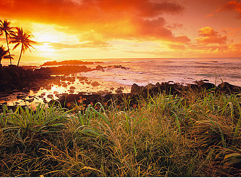 棕榈树,海洋,日落,北岸,瓦胡岛,夏威夷,美国