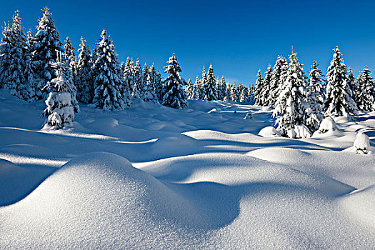 积雪,道路,山毛榉,树林,冬天,地区,萨克森安哈尔特,德国