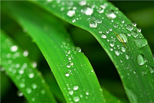 雨滴,草地