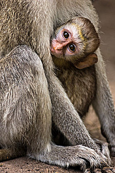 绿猴,幼仔,紧握,母亲,莫雷米禁猎区,奥卡万戈三角洲,博茨瓦纳