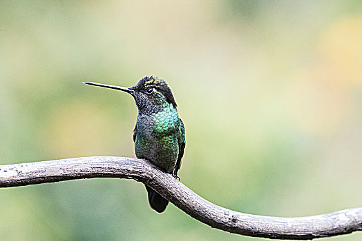 华美,蜂鸟,坐,枝头,哥斯达黎加,中美洲