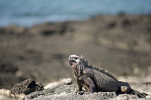 海鬣蜥,加拉帕戈斯群岛,厄瓜多尔
