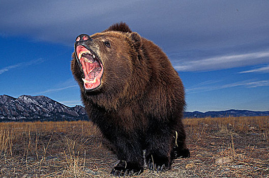 科迪亚克熊,棕熊,成年,张嘴,防卫姿势,阿拉斯加