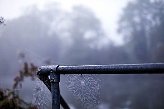蜘蛛网,悬挂,湿,栏杆