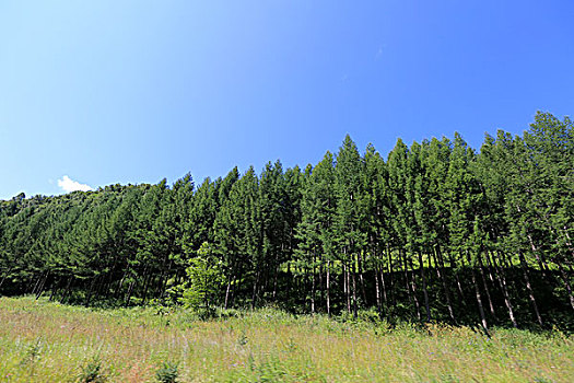 塞罕坝草原风光