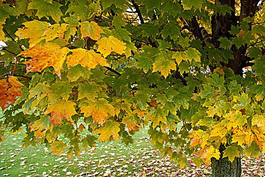 美国,佛蒙特州,特写,枫树,叶子,季节
