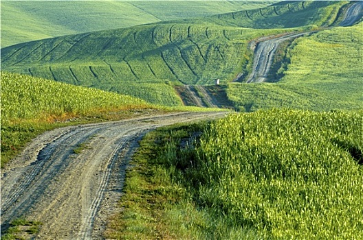碎石路,小麦田,托斯卡纳,意大利