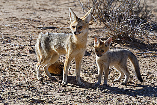 狐狸,狐属,幼兽,站立,靠近,洞穴,晨光,卡拉哈迪大羚羊国家公园,北开普,南非,非洲