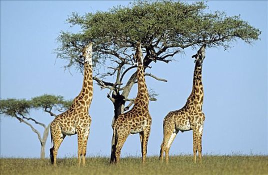 三个,长颈鹿,吃,肯尼亚