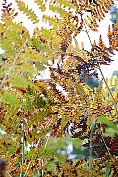 蕨类,植物,秋天