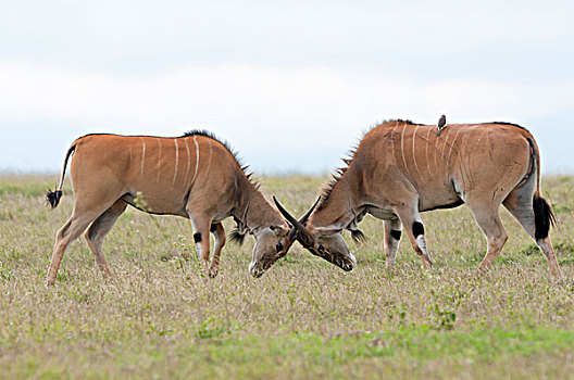 大羚羊,牧场,肯尼亚