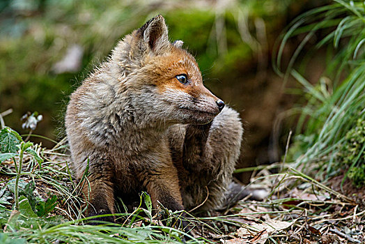 红狐,狐属,小动物,巢穴,挠,巴登符腾堡,德国,欧洲