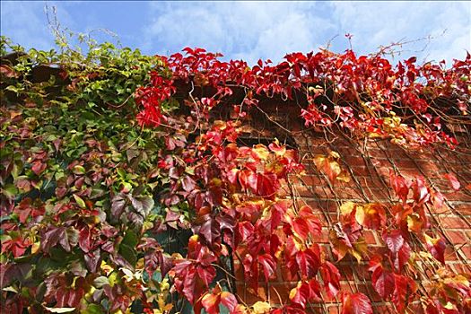 常春藤,五叶地锦,红砖,墙壁