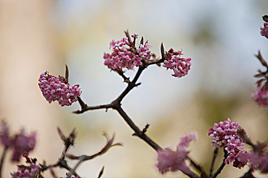 粉色,荚莲属植物