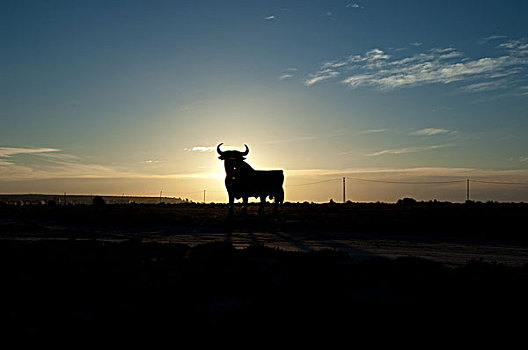 雄性动物,日出,阿利坎特,西班牙